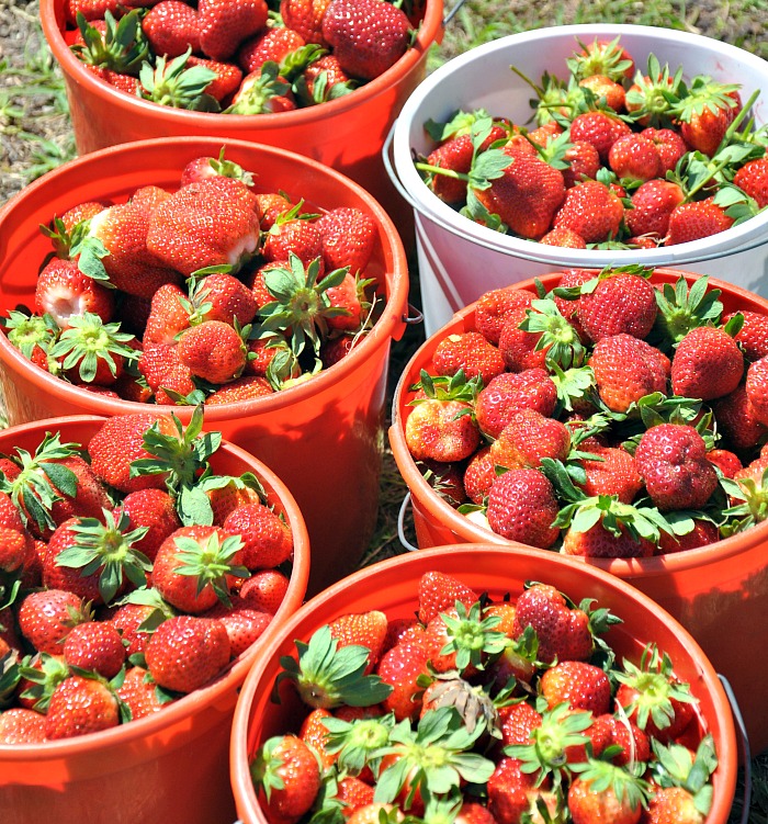 strawberry bounty
